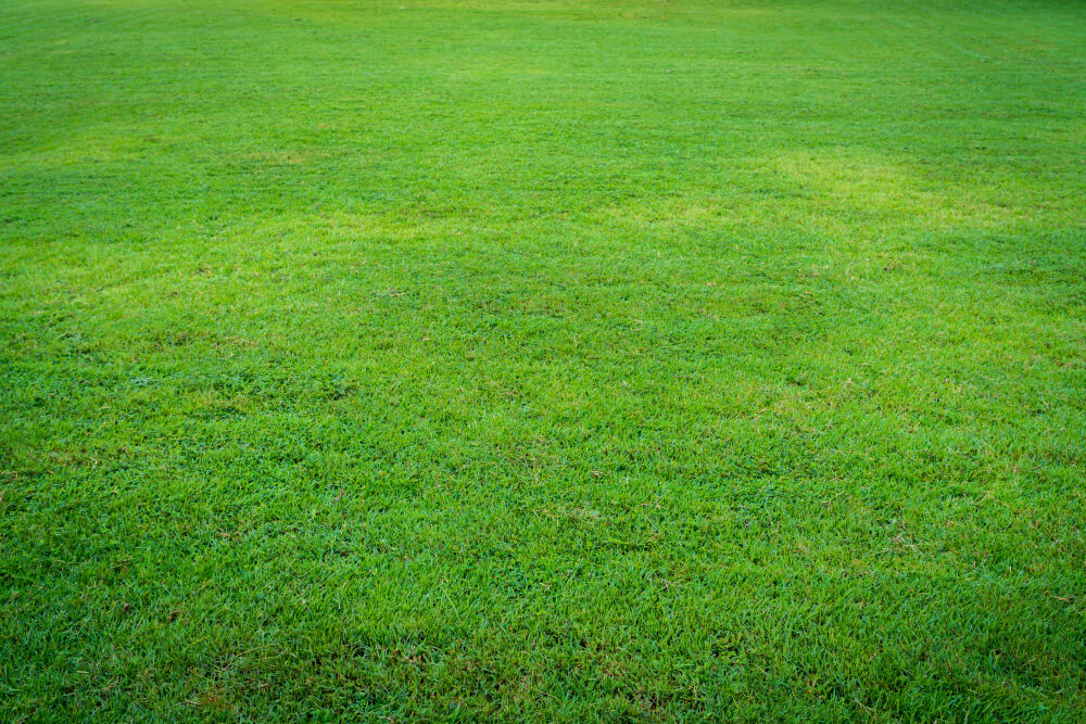 קיצוץ הדשא - דרך יעילה למניעת מזיקים